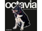 Adopt Octavia a Black - with White Australian Shepherd dog in Troy