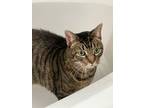 Adopt Evangeline a Gray, Blue or Silver Tabby Domestic Shorthair (short coat)