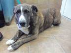 Adopt Seth a Brindle Australian Shepherd dog in Osgood, IN (40440707)