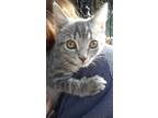 Adopt Ambition a Gray, Blue or Silver Tabby Domestic Shorthair (short coat) cat