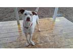 Adopt Boo a White - with Tan, Yellow or Fawn Jack Russell Terrier / Labrador