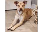 Adopt Fawn a Tan/Yellow/Fawn Carolina Dog / Mixed dog in PLANO, TX (40638393)