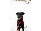 Adopt Chicken Nugget a Black Great Dane / Labrador Retriever / Mixed dog in