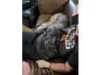 Adopt Myth a Gray/Silver/Salt & Pepper - with Black Irish Wolfhound / Poodle