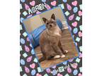 Adopt Aspen a White (Mostly) Siamese (short coat) cat in San Juan Capistrano
