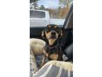 Adopt Hestia a Black Mixed Breed (Small) / Mixed Breed (Medium) / Mixed (short