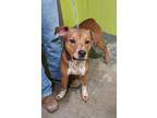 Adopt Happy a Brindle Mixed Breed (Small) / Mixed Breed (Medium) / Mixed (short