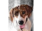 Adopt Jewel a White - with Red, Golden, Orange or Chestnut Foxhound / Beagle /