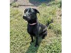 Adopt Lady a Black German Shepherd Dog dog in Lexington, TN (40630156)