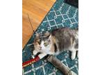 Adopt Abigail a Spotted Tabby/Leopard Spotted Domestic Mediumhair / Mixed cat in
