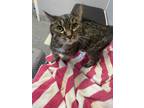 Adopt Gramps a Gray, Blue or Silver Tabby Domestic Shorthair (short coat) cat in