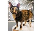 Adopt Cali-Super sweet senior cat a Tortoiseshell Calico (short coat) cat in