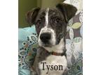 Adopt Tyson a Brindle - with White Jack Russell Terrier / Pit Bull Terrier /