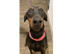 Adopt Bella a Black - with Brown, Red, Golden, Orange or Chestnut Doberman