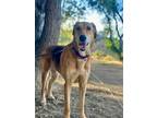 Adopt Nikki a Tan/Yellow/Fawn - with Black German Shepherd Dog / Greyhound /