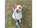Adopt Spot a White Labrador Retriever / American Pit Bull Terrier / Mixed (short