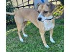 Adopt RUBY a Tan/Yellow/Fawn - with White Rat Terrier / Boxer / Mixed dog in