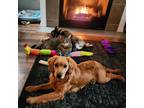 Adopt Finnigan a Tan/Yellow/Fawn Golden Retriever / Cocker Spaniel / Mixed dog