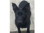 Adopt Bailey a Black Labrador Retriever / German Shepherd Dog / Mixed dog in