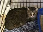 Adopt Leo a Gray or Blue Domestic Shorthair / Mixed Breed (Medium) / Mixed