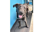 Adopt Buckeye a Black Labrador Retriever / Mixed Breed (Medium) / Mixed (short