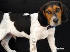 Adopt Oliver a Tricolor (Tan/Brown & Black & White) Treeing Walker Coonhound /