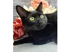 Adopt Gypsy a All Black Domestic Mediumhair (medium coat) cat in Ocean Springs