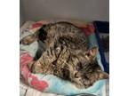 Adopt PeeWee a Brown Tabby Domestic Shorthair / Mixed (short coat) cat in