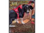 Adopt Puppy Jill a Black - with White Springer Spaniel / Basset Hound / Mixed