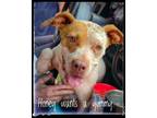 Adopt Honey a Boxer / Mixed dog in Norman, OK (39714412)