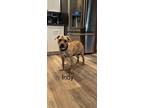 Adopt Indy a Brindle - with White Pit Bull Terrier dog in Ola, AR (39441066)