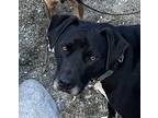 Adopt BOLDER - Local - a Black Labrador Retriever dog in Langley, BC (40632900)
