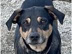 Adopt TERRY (local) yo a Black - with Tan, Yellow or Fawn Labrador Retriever dog