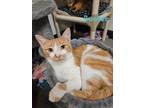 Adopt Bunker a American Shorthair / Mixed (short coat) cat in Fulton