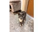 Adopt Baby a American Shorthair / Mixed (short coat) cat in Fulton