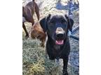 Adopt Six a Golden Retriever / Australian Cattle Dog / Mixed dog in WAYNESVILLE