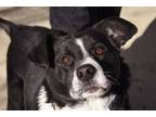 Adopt Bandit Sponsored a Collie / Mixed dog in West Union, OH (39893417)