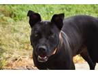 Adopt Bailey a Terrier (Unknown Type, Small) / Mixed dog in West Union