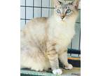 Adopt Paulie Newman a Cream or Ivory Siamese / Mixed (short coat) cat in New