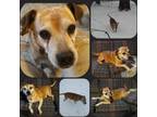 Adopt FLASH a Brown/Chocolate - with White Jack Russell Terrier / Beagle / Mixed