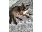 Adopt Everyone loves chocolate! a Brown or Chocolate (Mostly) Siamese / Mixed
