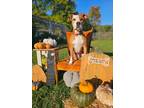 Adopt Ceasar a American Pit Bull Terrier / Mixed Breed (Medium) / Mixed dog in