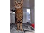 Adopt Growler (Ask to meet me!) a Brown Tabby Domestic Shorthair (short coat)