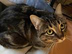 Adopt Miss B a Brown Tabby Domestic Shorthair (short coat) cat in Cornelius