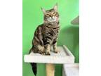 Adopt Rain a Brown Tabby Domestic Shorthair / Mixed Breed (Medium) / Mixed