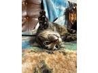 Adopt Pedra a Brown Tabby Domestic Shorthair (short coat) cat in Kalamazoo