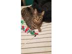 Adopt Gus a Tiger Striped Tabby (short coat) cat in Modesto, CA (39479274)