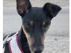 Adopt NOVA (Oman) yo a Brown/Chocolate Pharaoh Hound / Canaan Dog dog in