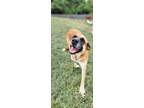 Adopt Suzie Q a Brown/Chocolate German Shepherd Dog dog in Osgood, IN (40628241)
