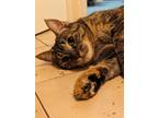 Adopt Astrophe a Brown Tabby Domestic Shorthair (short coat) cat in Brantford